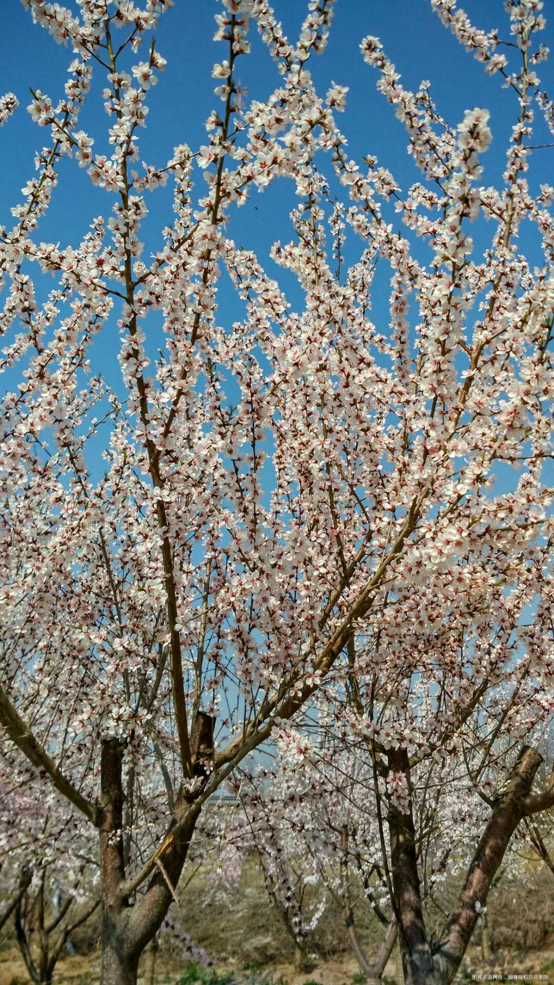 晒一下昨天去花海拍的照片