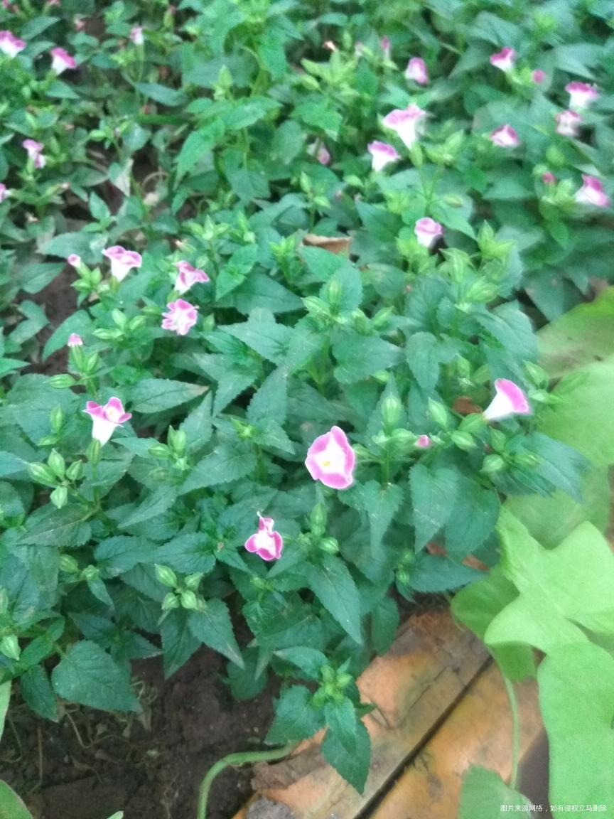 路边又种了新的花花😁😁