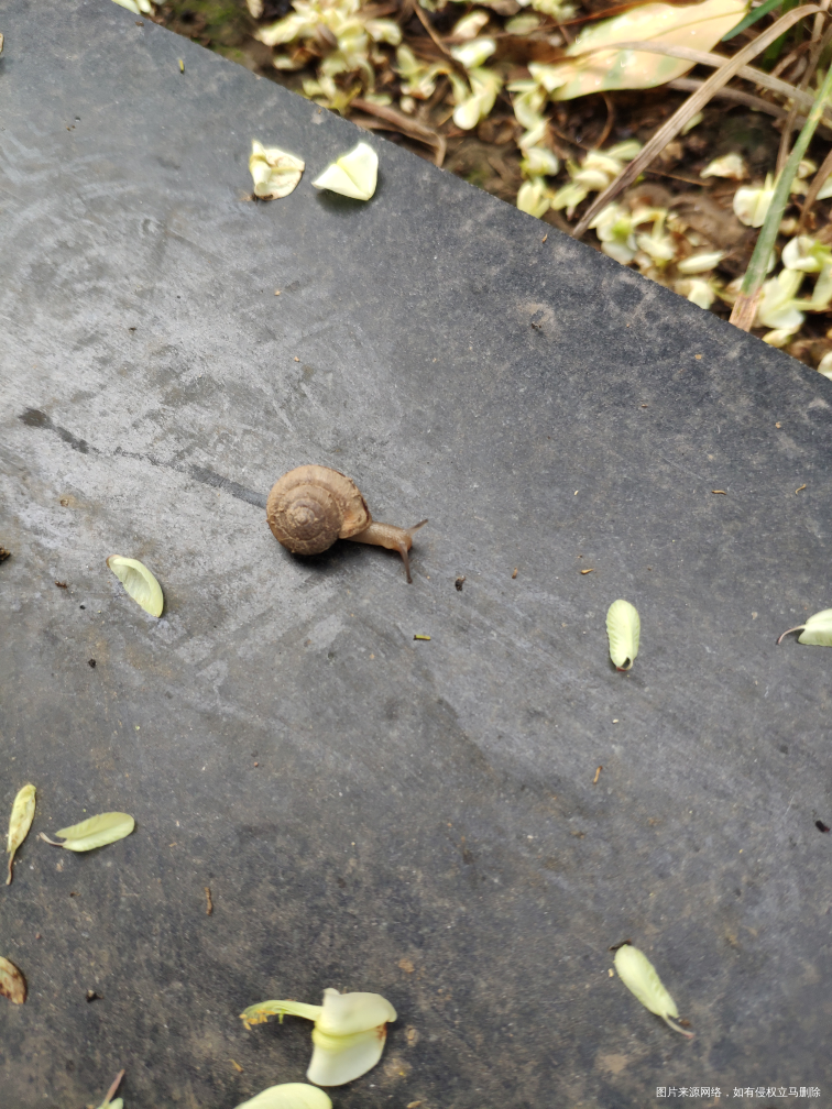 大雨过后,蜗牛都出来了