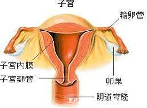 正常的子宫内膜厚度是多少？内膜调理方法都在这里啦！