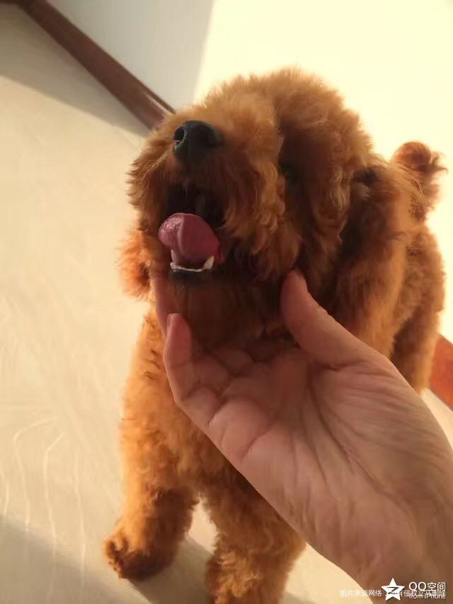 今天我们讨论一个话题,就是怀孕了可以养宠物吗?