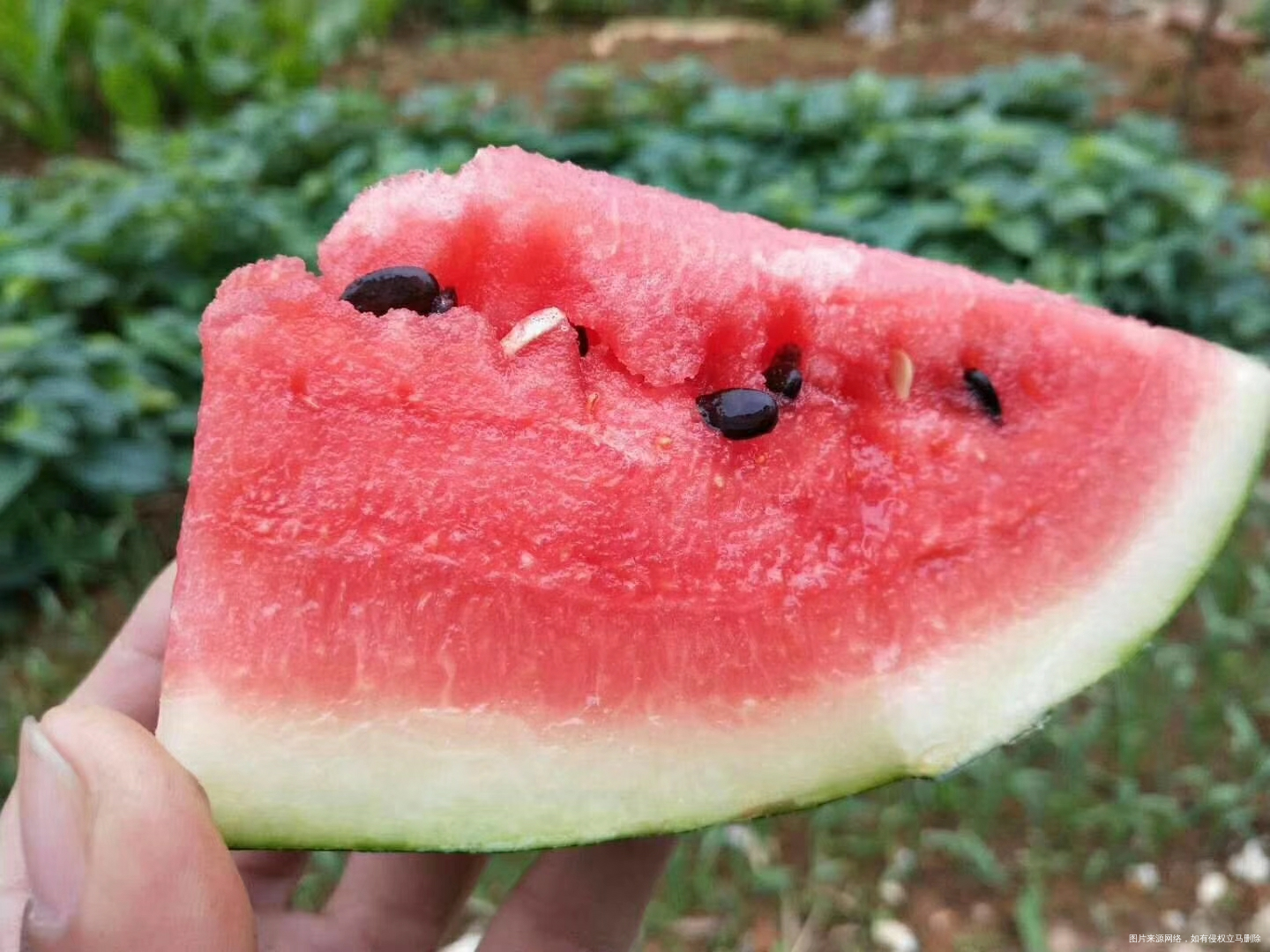 好想吃西瓜🍉啊,能吃不?