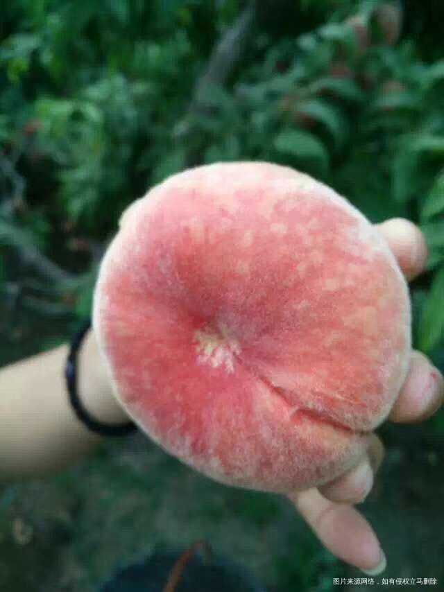 这个蟠桃好诱人,我要不要买呢?