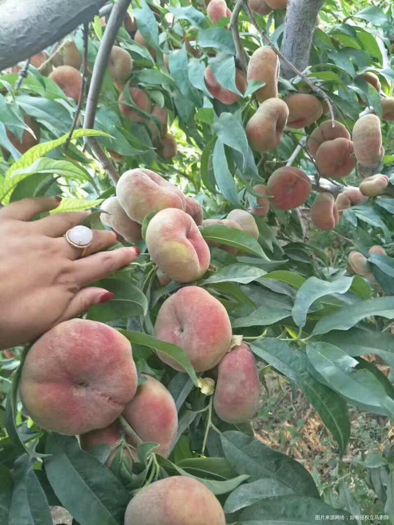 这个蟠桃好诱人,我要不要买呢?