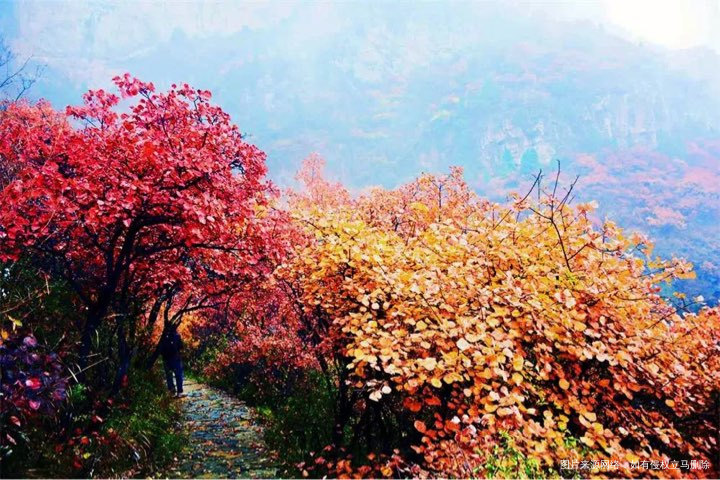 突然很想去旅游。红叶🍁到