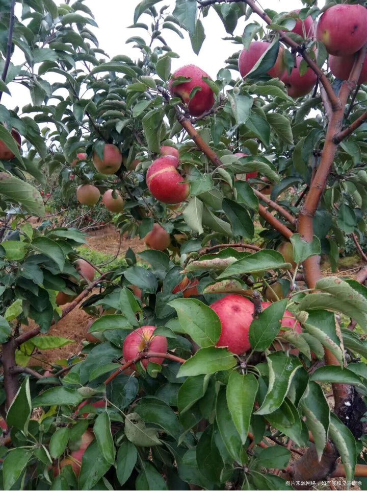 来吧。大红苹果🍎摘起来
