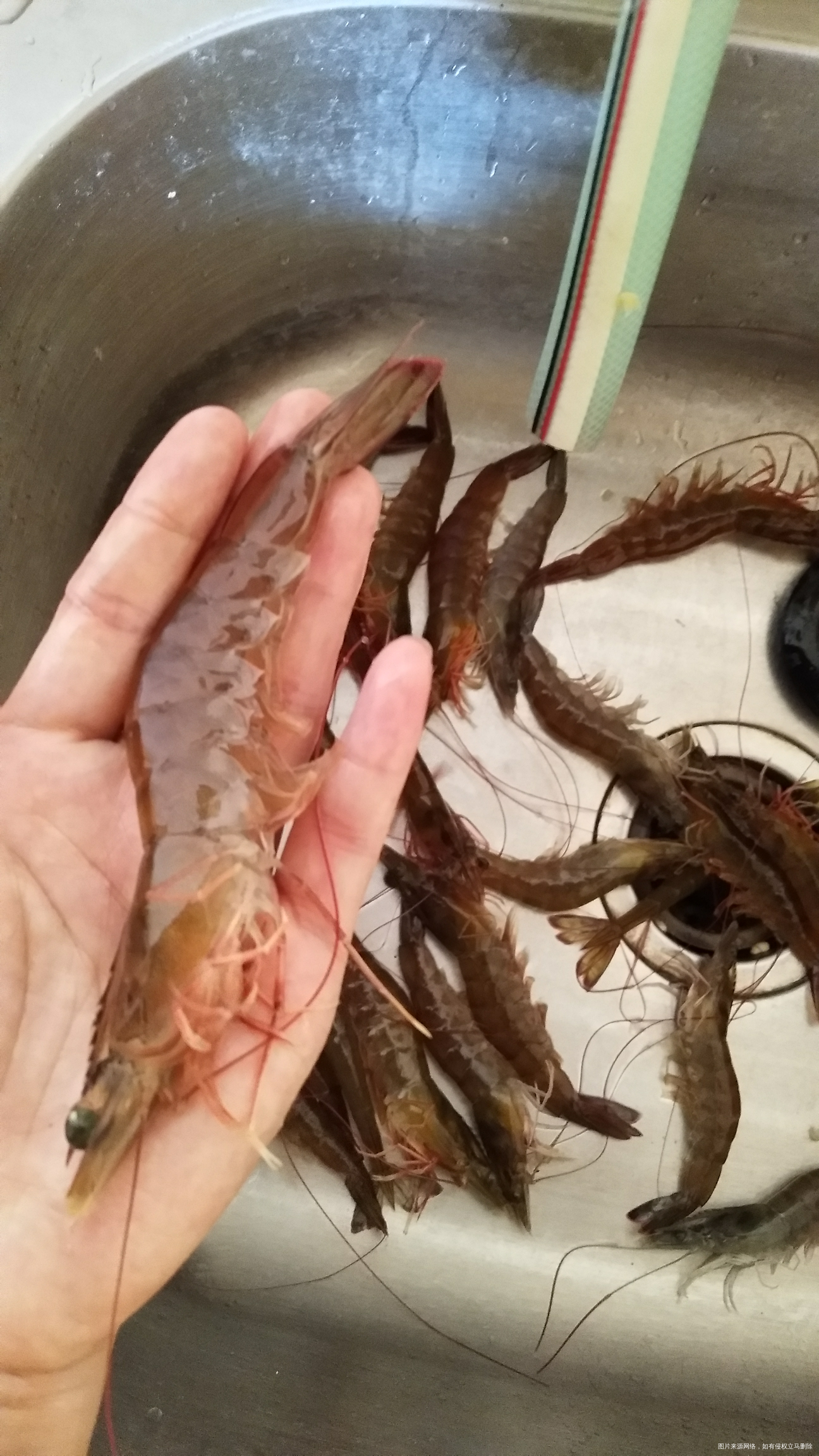 今年终于买到了,让我满意的虾,大家猜猜多少钱一斤