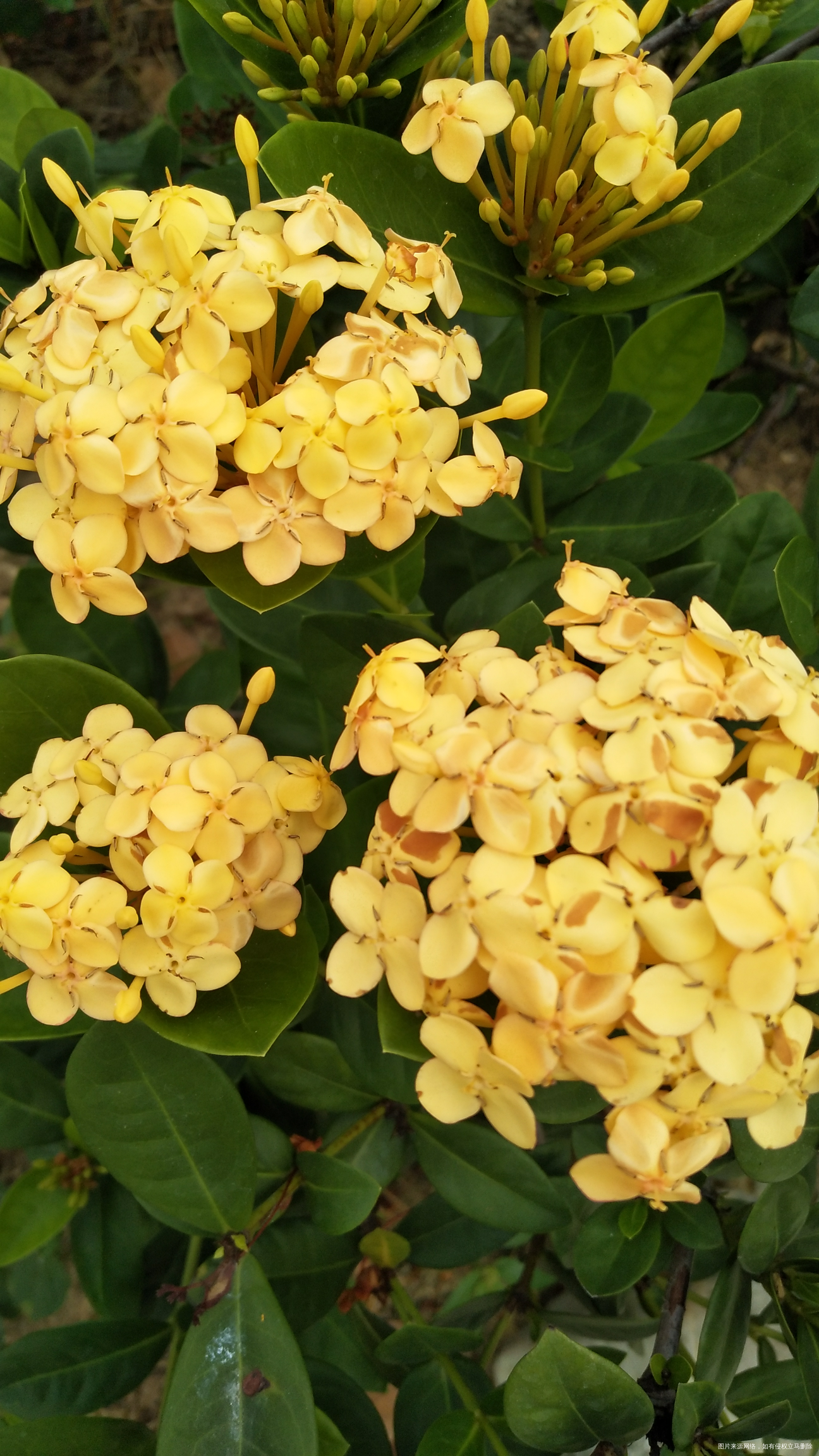 今天市内一日游,看看我拍的花,好漂亮