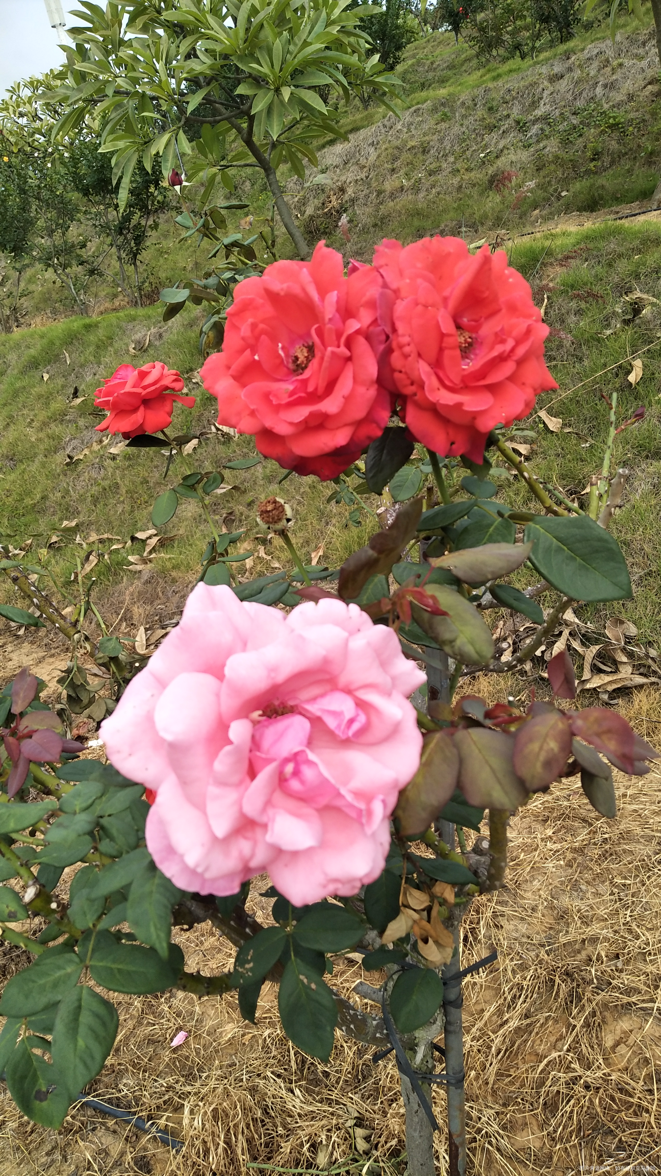 今天市内一日游,看看我拍的花,好漂亮