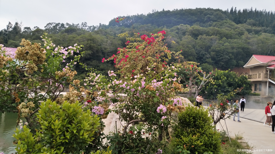 今天市内一日游,看看我拍的花,好漂亮