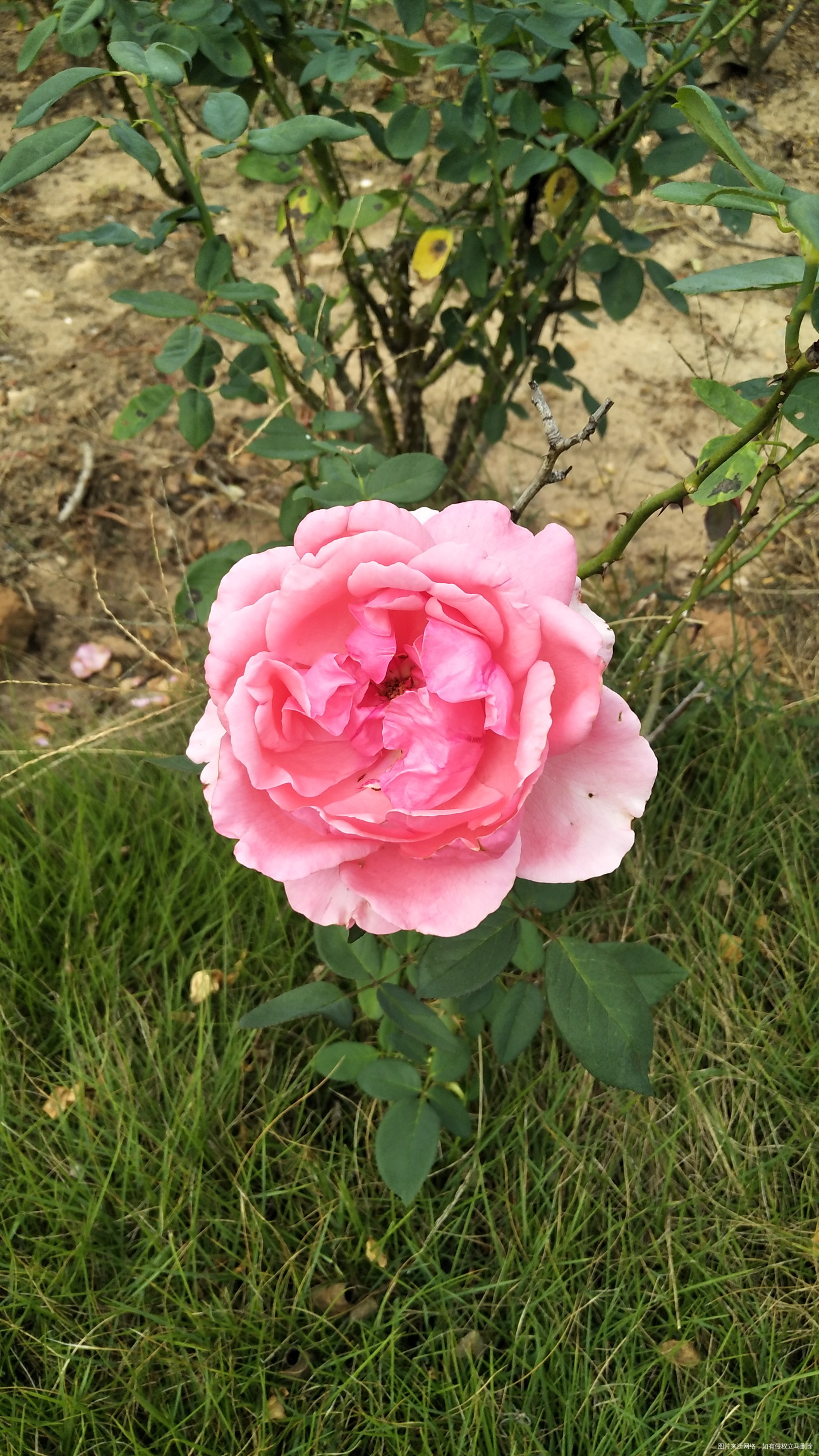 今天市内一日游,看看我拍的花,好漂亮