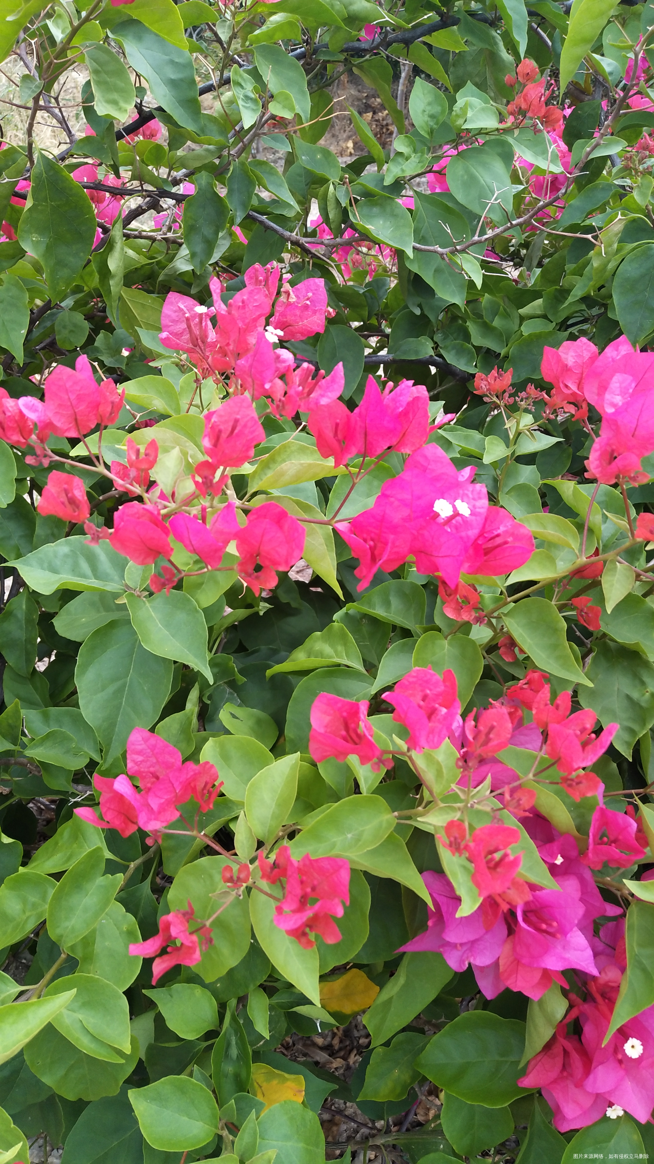 今天市内一日游,看看我拍的花,好漂亮