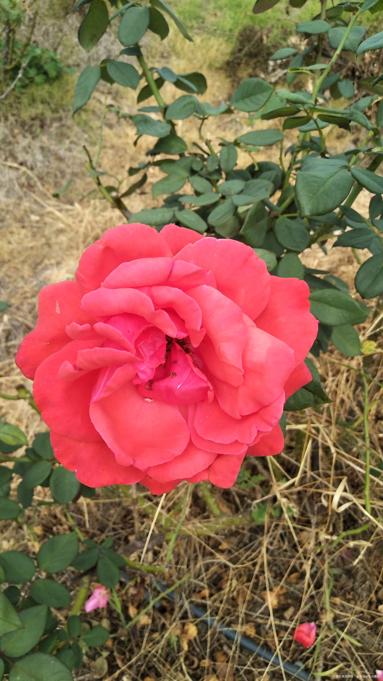 今天市内一日游,看看我拍的花,好漂亮