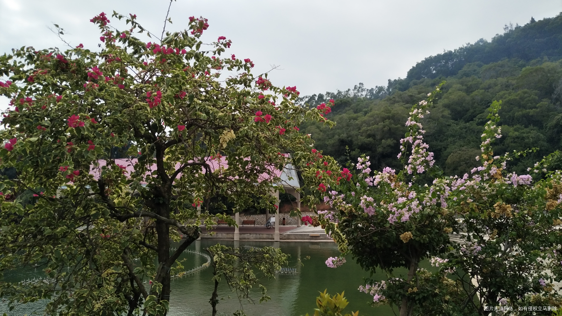 今天市内一日游,看看我拍的花,好漂亮