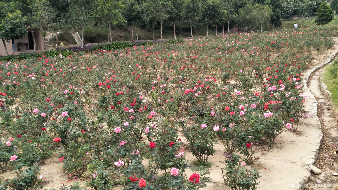 今天市内一日游,看看我拍的花,好漂亮