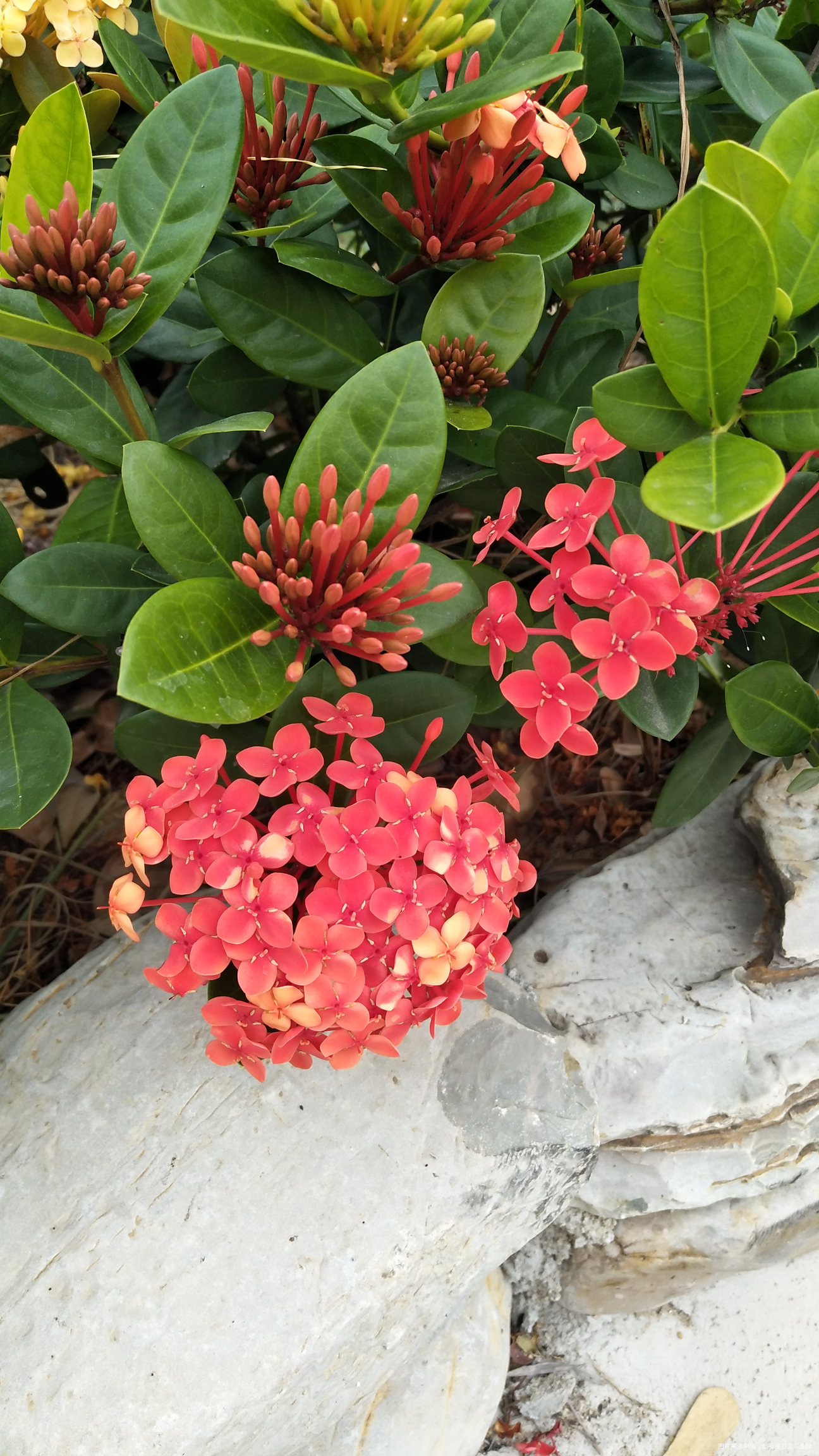 今天市内一日游,看看我拍的花,好漂亮