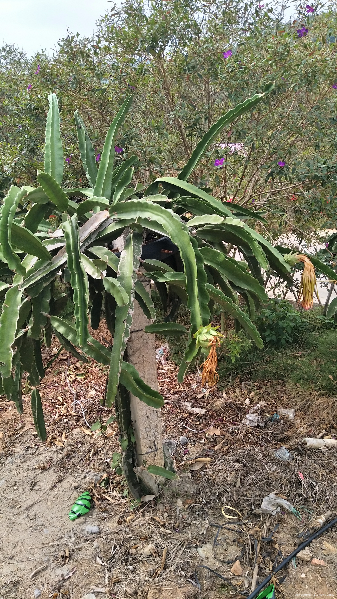 今天市内一日游,看看我拍的花,好漂亮