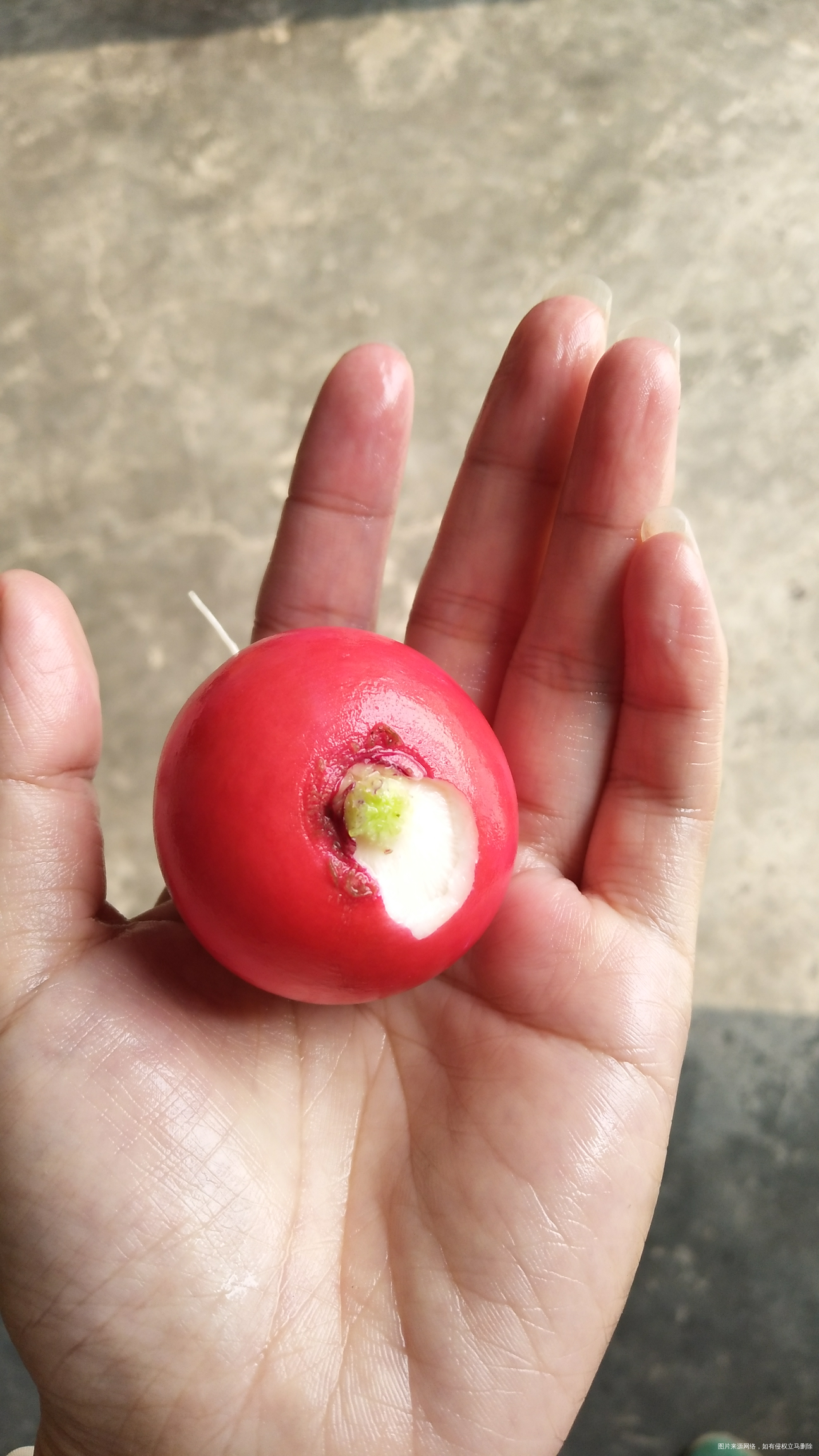 吃个水萝卜吧,自家种的,放心吃