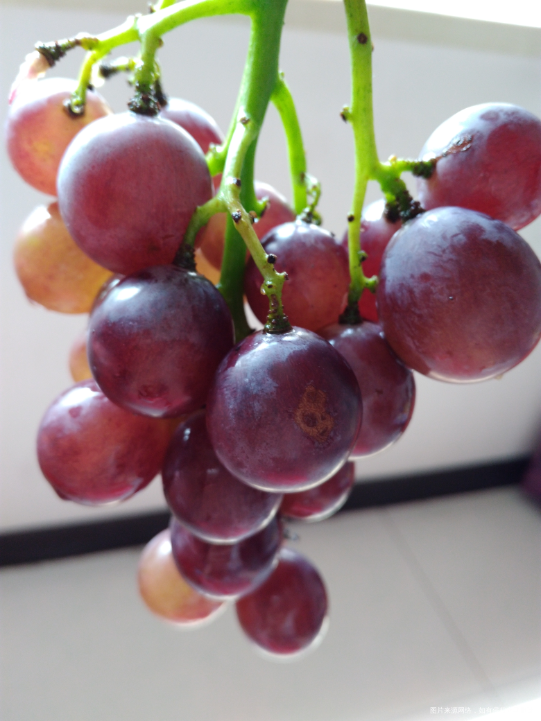 饭后来点水果。葡萄来啦