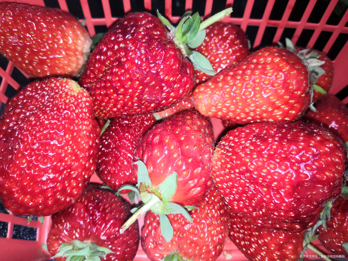 今天采摘的大草莓🍓🍓🍓