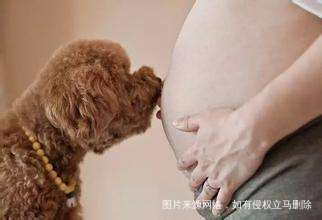 孕期养狗,你需要注意这些!!!