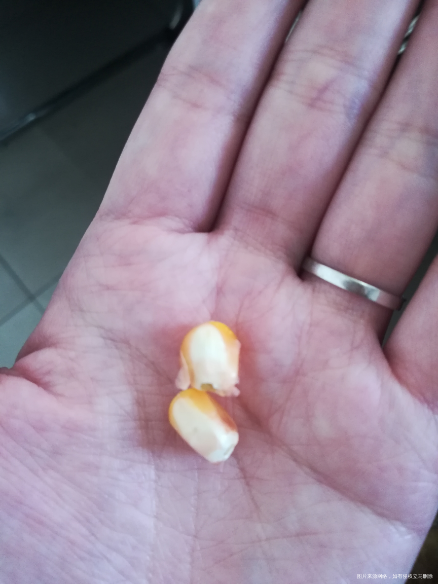 同事给了两个喂鸽子的棒子