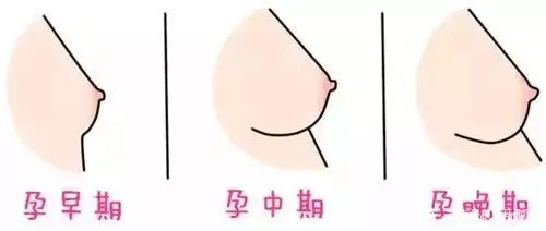 一张动图看清怀孕后准妈妈的内脏被挤成什么样