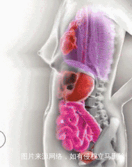 一张动图看清怀孕后准妈妈的内脏被挤成什么样