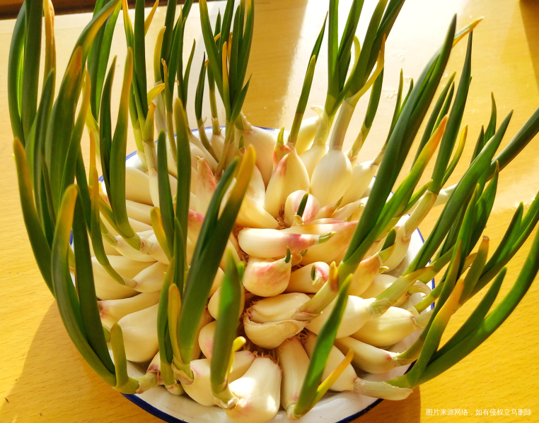 走了一个星期我的蒜苗都