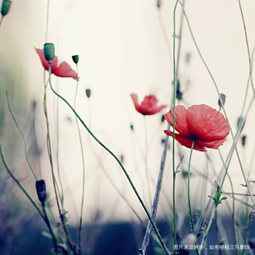 【情感篇】心若在,梦就在,大不了从头再来