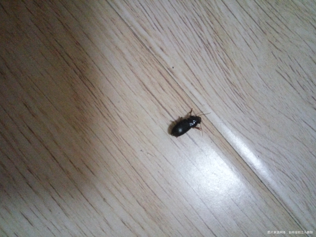 求助姐妹们你们家里有过这样的虫子吗