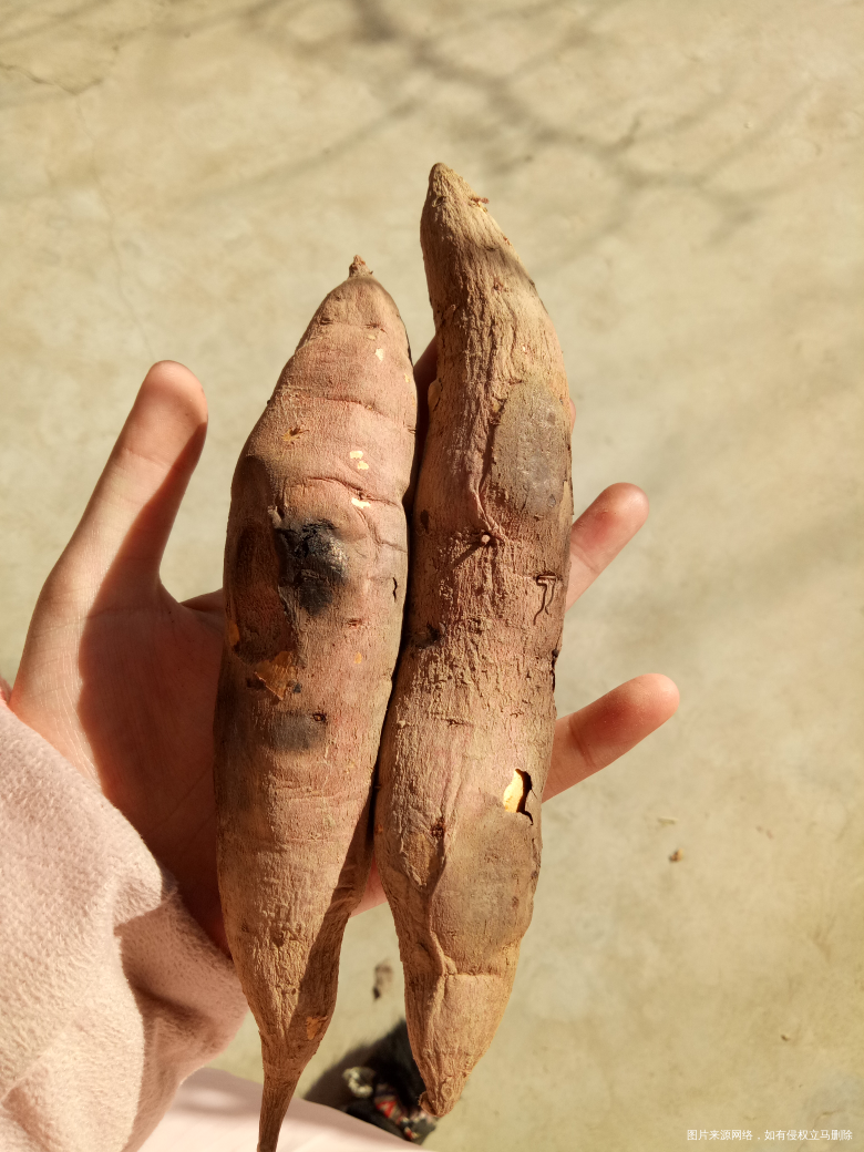 老妈带着外婆去上街赶集了,我在家烤红薯吃😊,回来后几乎天天吃红薯,蒸的感觉就是...