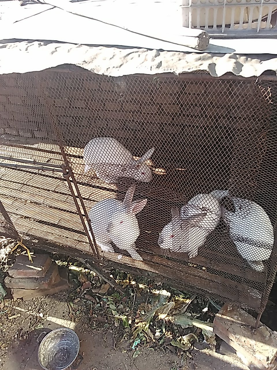 【11.18】八个兔子