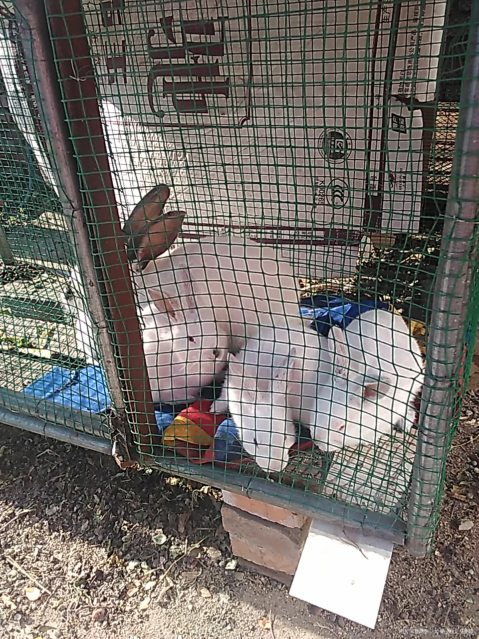 【11.18】八个兔子