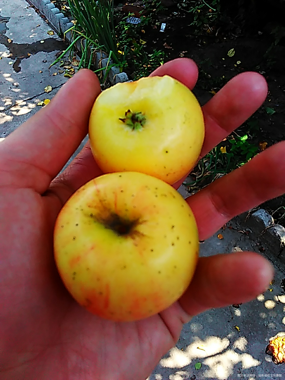 婆婆家种的,123果,酸酸甜甜