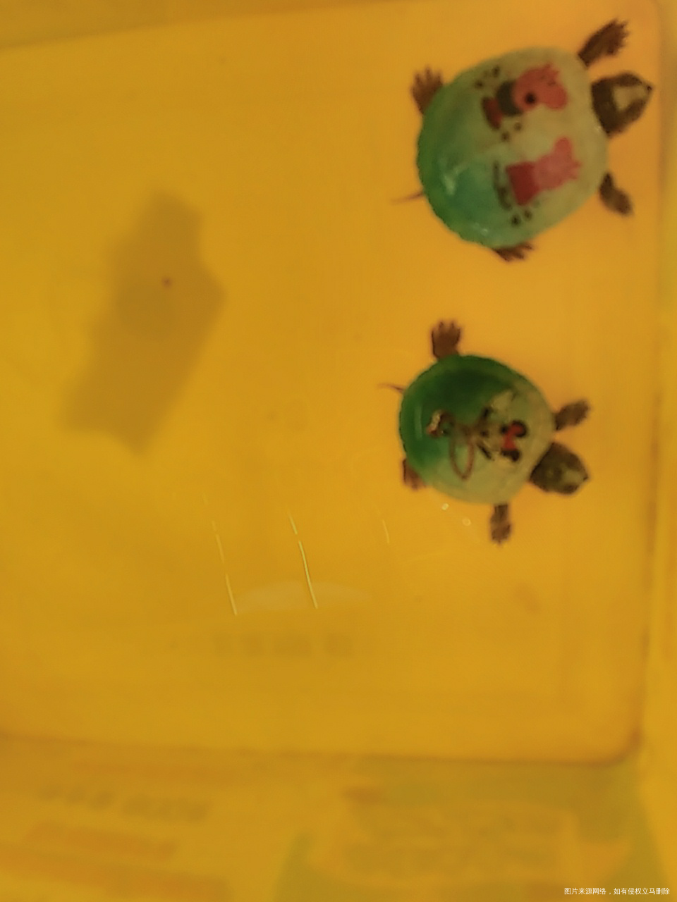 给闺女买的两个巴西龟彩色乌龟,回来啦