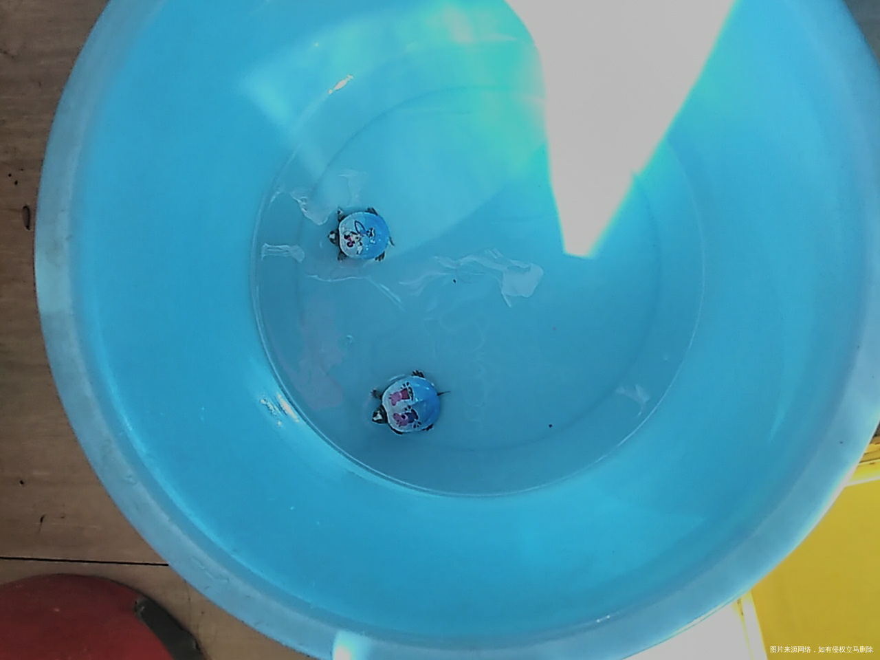 给闺女买的两个巴西龟彩色乌龟,回来啦