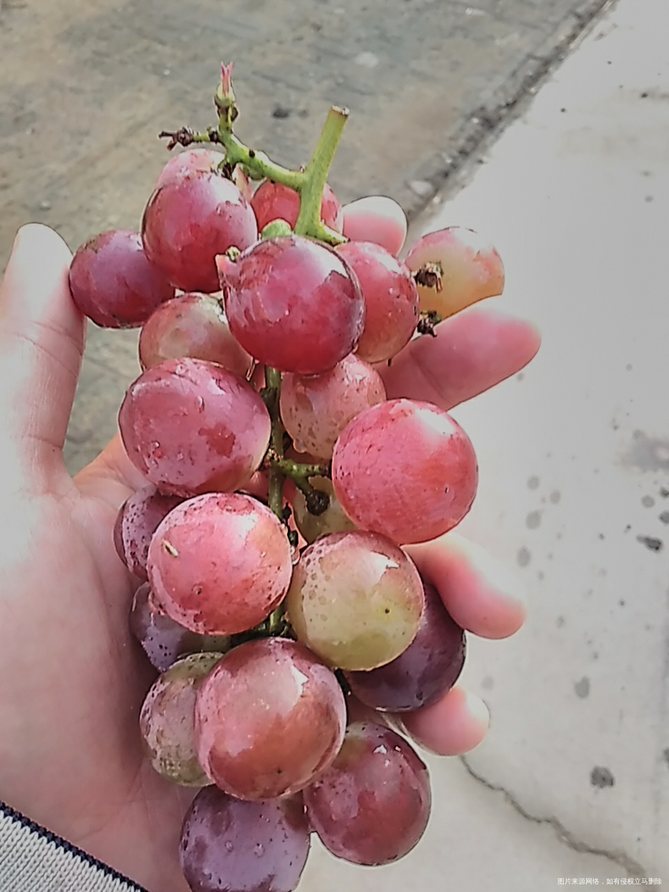 之前的我不爱吃葡萄,现在爱吃