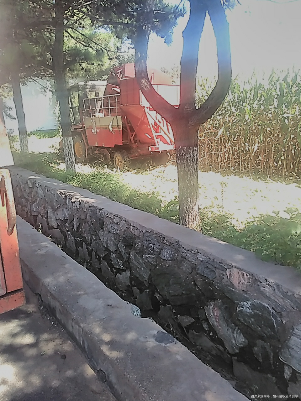 又到收割玉米季节了,哈哈