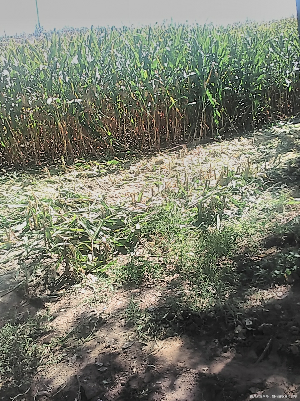 又到收割玉米季节了,哈哈
