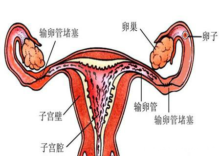 【备孕前你们检查输卵管是健康的吗】