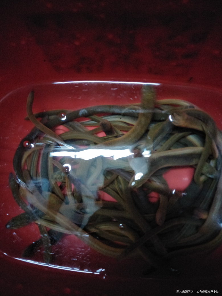 老公刚刚电的野生黄鳝鱼回来