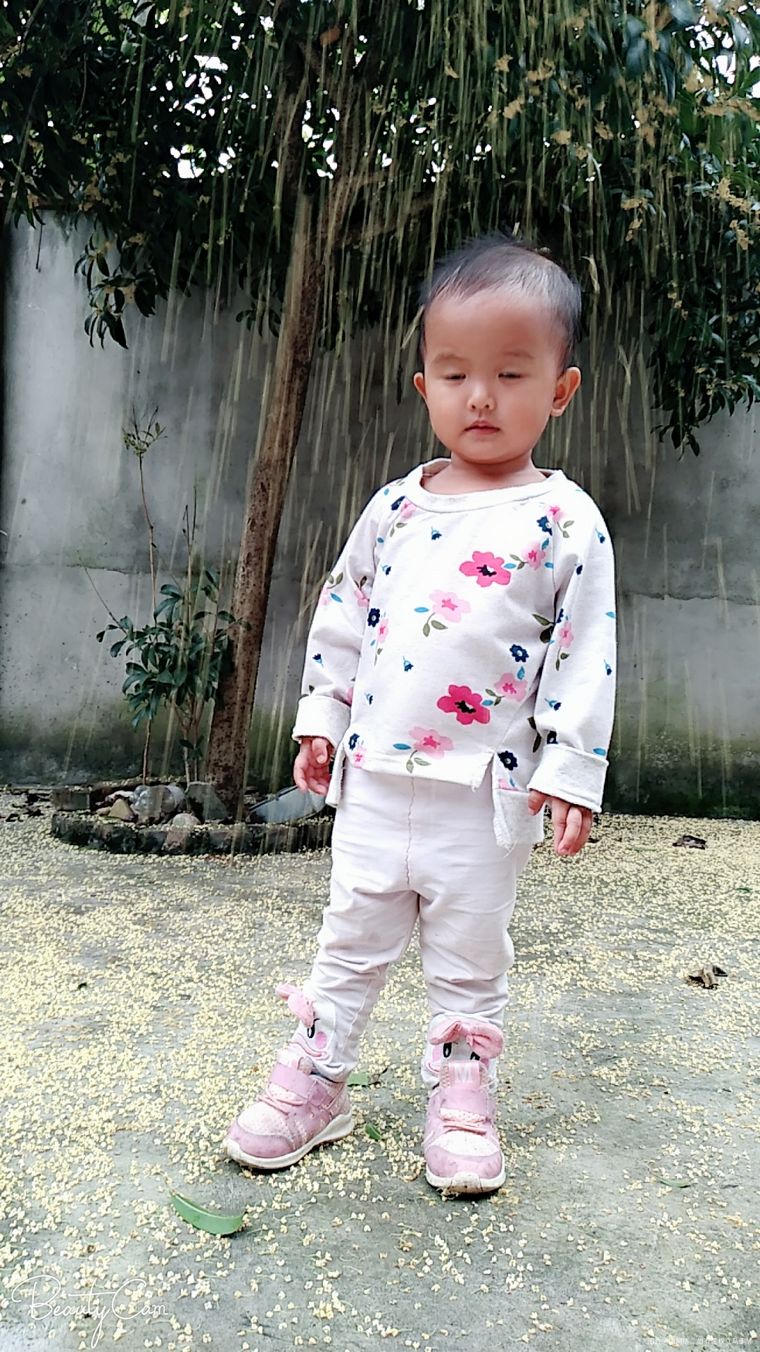 我家院子里的桂花树,大宝