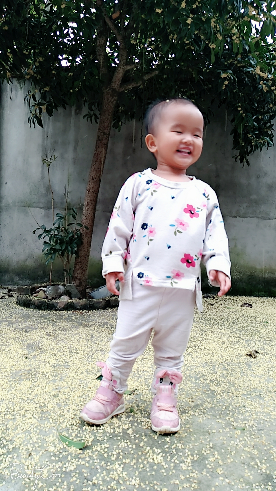 我家院子里的桂花树,大宝