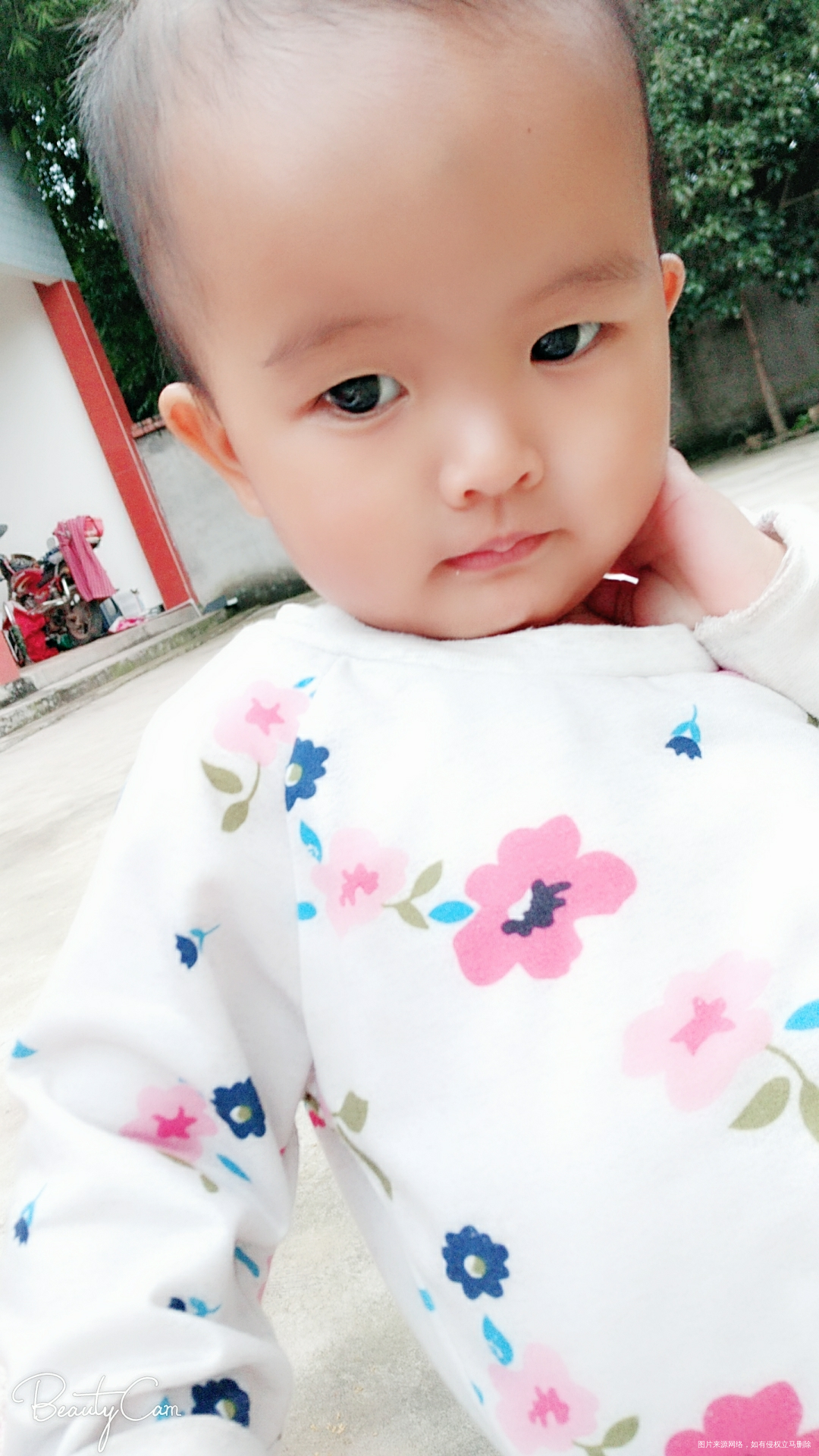 我家院子里的桂花树,大宝