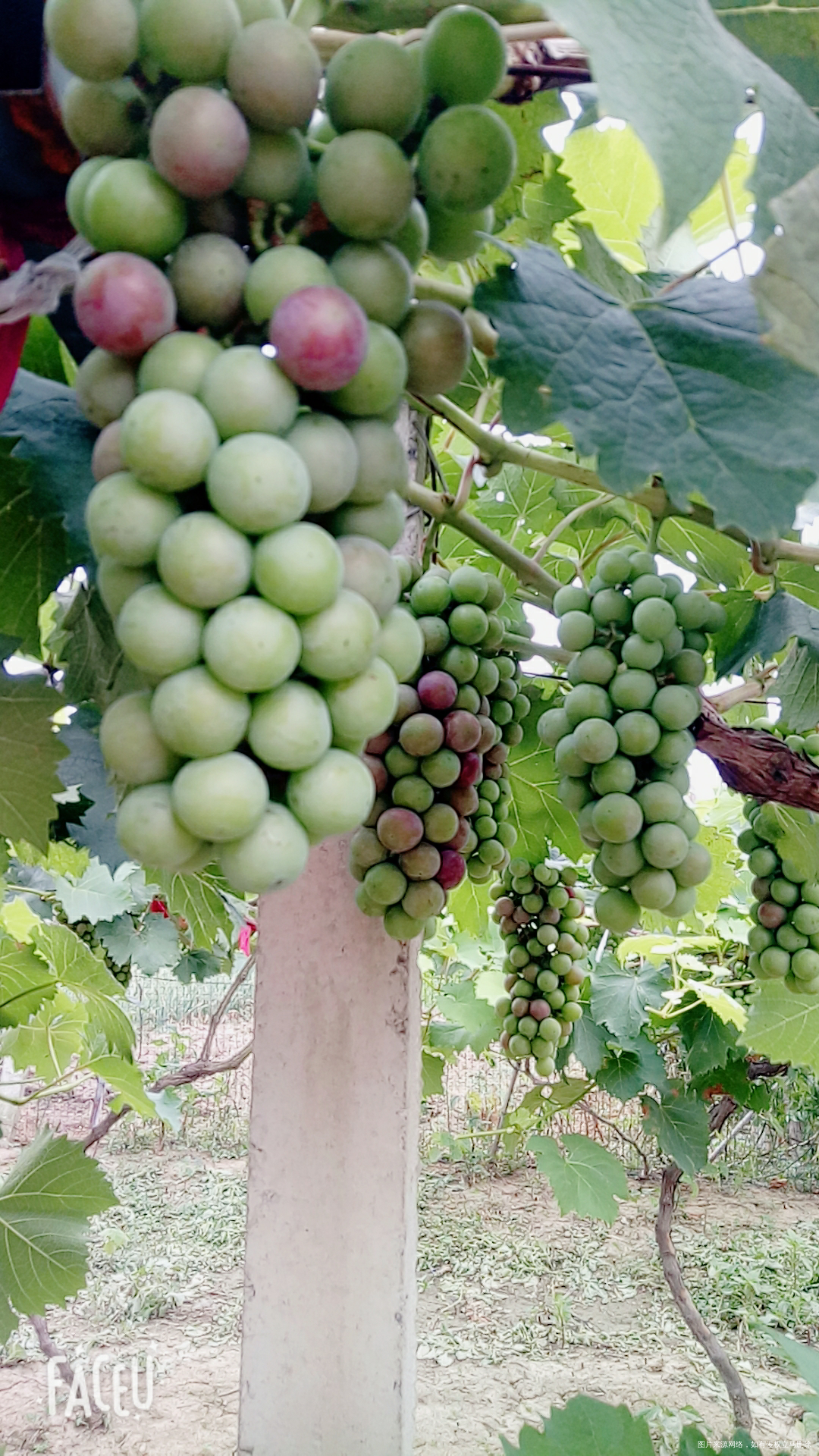 闺女 就是娘家的小毛贼