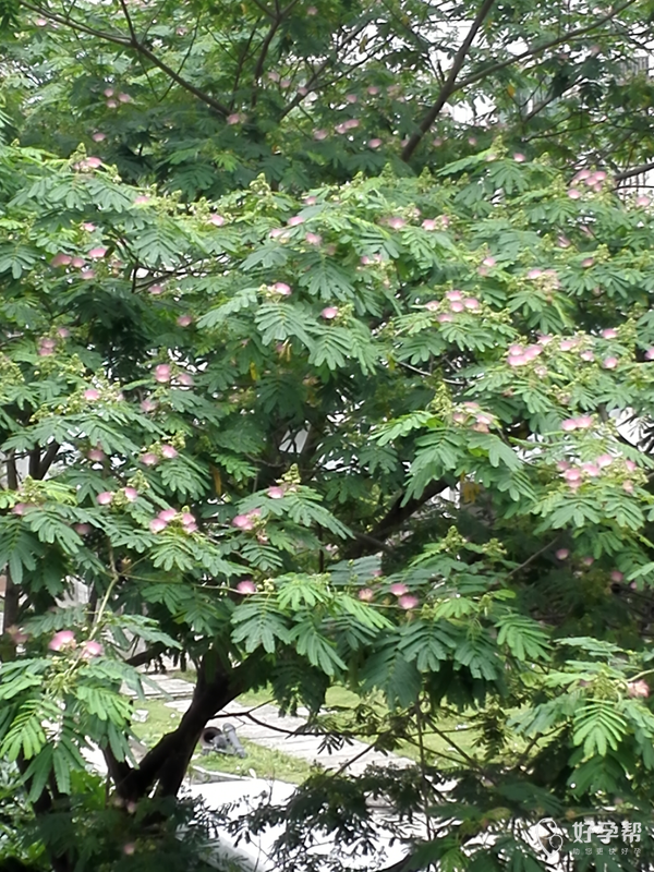 看过甄嬛传的宝妈们记得合欢花吗,开了好美的,门口有三棵合欢树,刚开