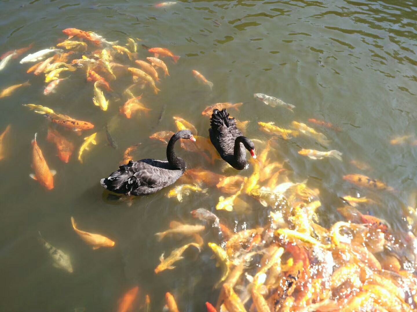 #我的家乡美景#冠豸山天然氧吧等你来!