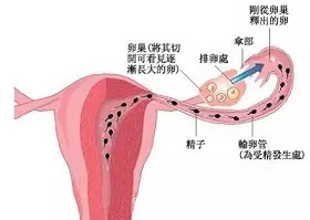 输卵管不通?这几种办法可以帮你成功怀孕!