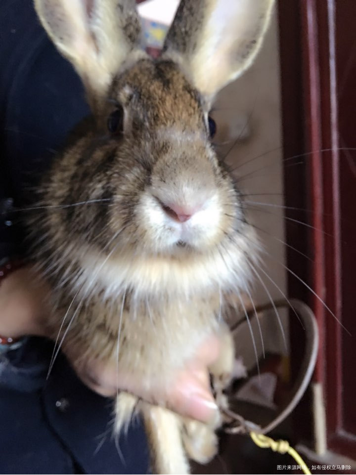 前2天捉了一条蛇,今天夹了一只野兔子。